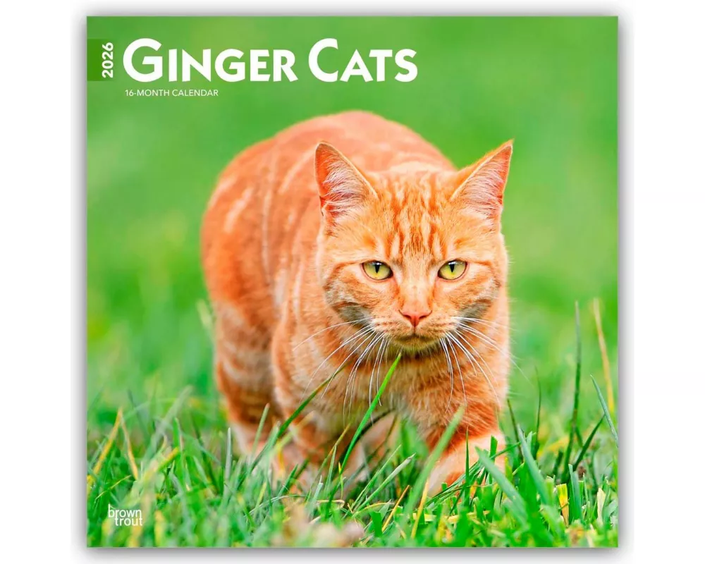 Ginger Cats 2026 12 X 24 Inch (Hanging) Monthly Square Wall Calendar Plastic-Free