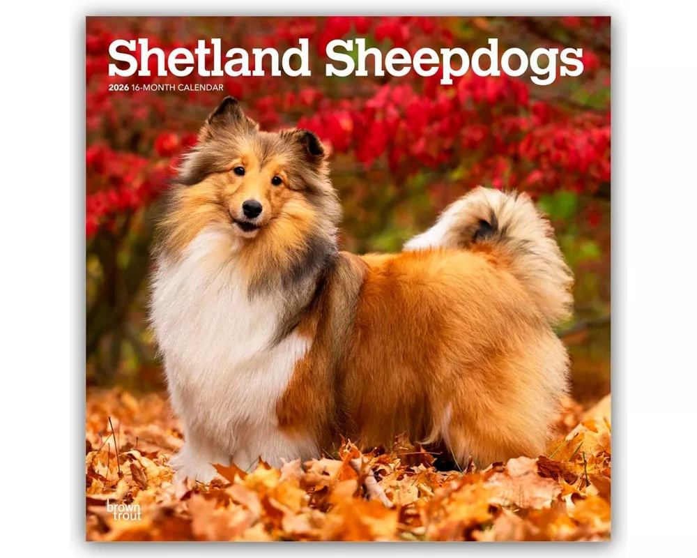 Shetland Sheepdogs - Shetland Sheepdog - Sheltie 2026 - 16-Monatskalender