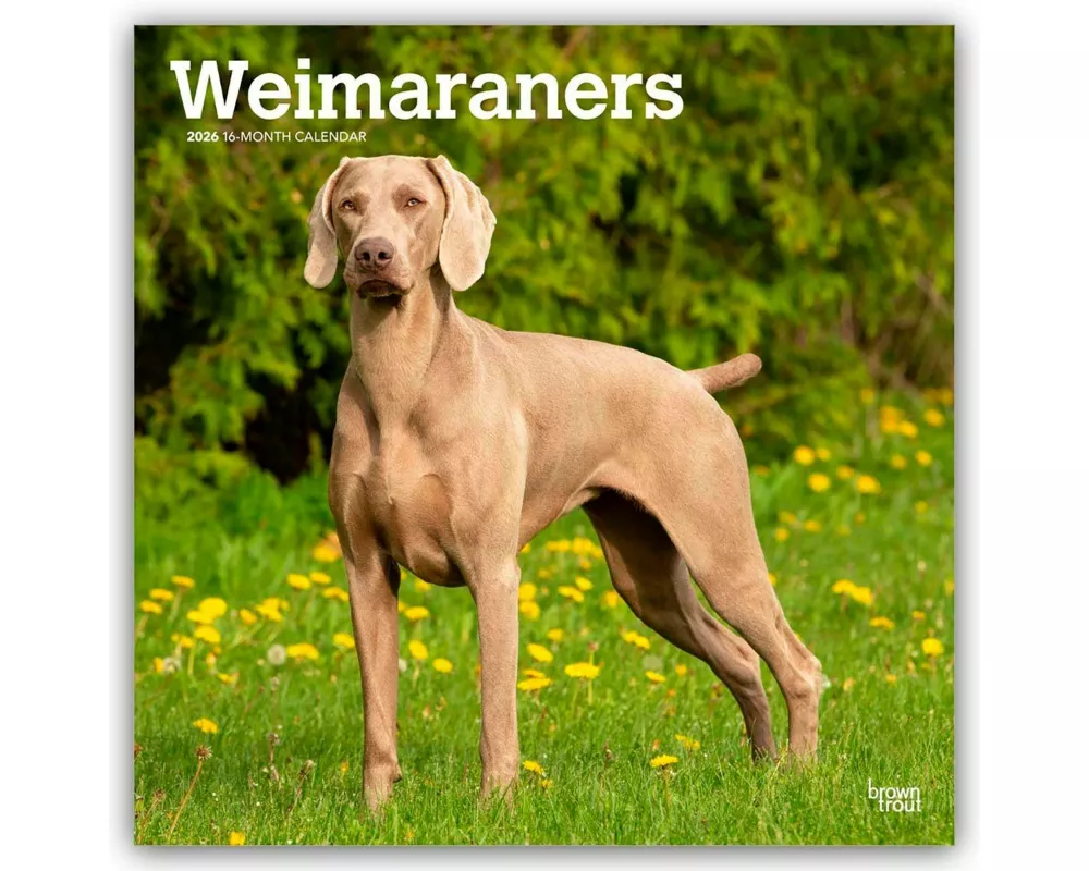 Weimaraners - Weimaraner 2026 - 16-Monatskalender