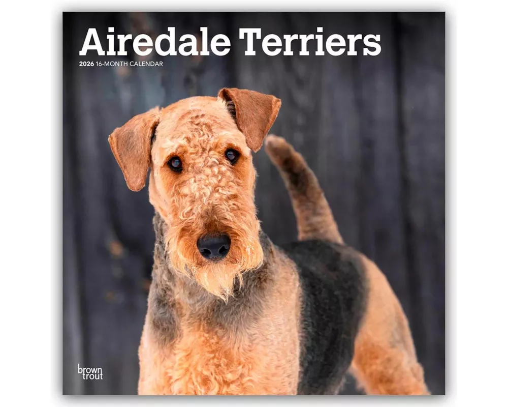 Airedale Terriers 2026 12 X 24 Inch (Hanging) Monthly Square Wall Calendar Plastic-Free
