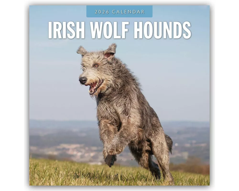 Irish Wolf Hounds 2026 Square Wall Calendar