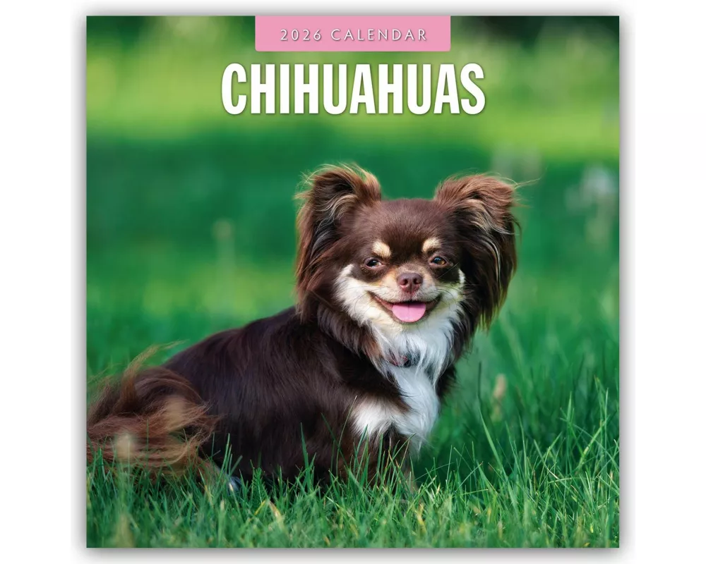 Chihuahuas 2026 Square Wall Calendar