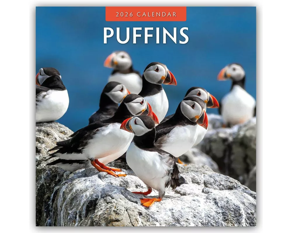 Puffins 2026 Square Wall Calendar