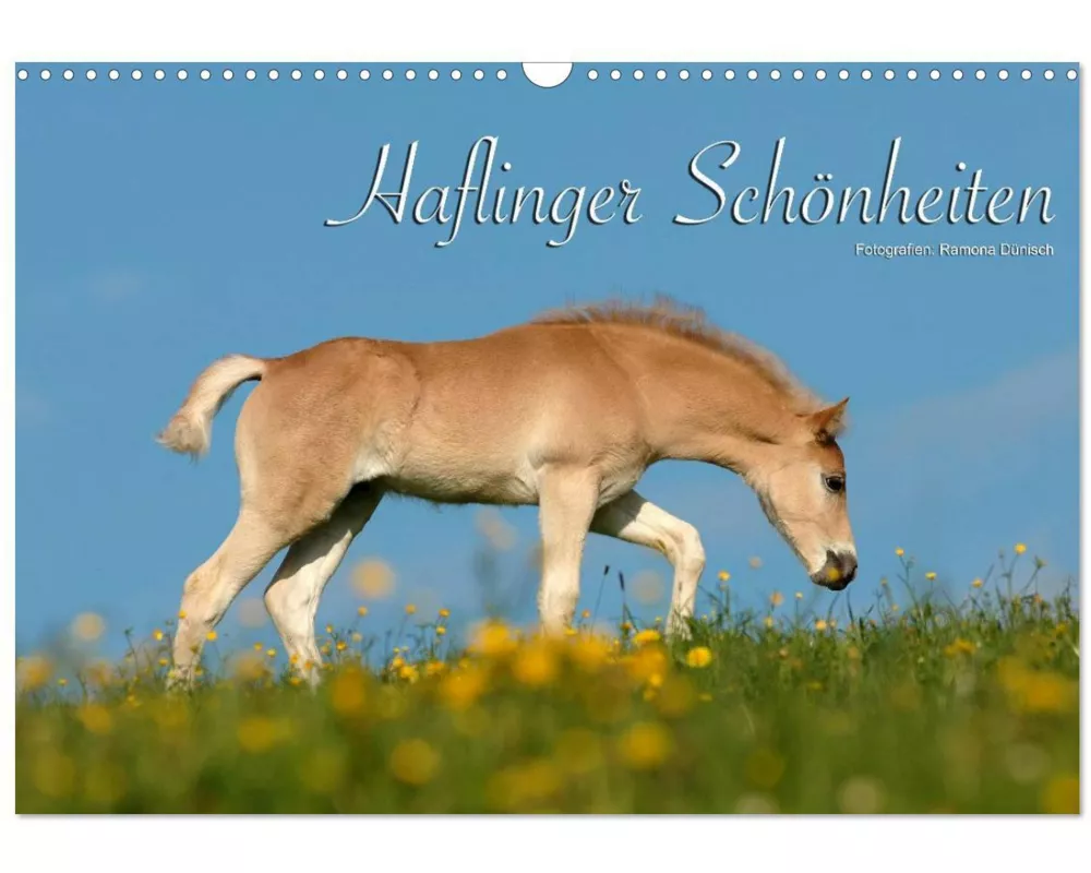 Haflinger Schönheiten (Wandkalender 2026 DIN A3 quer), CALVENDO Monatskalender