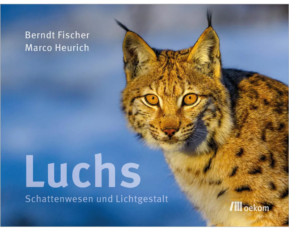 Luchs
