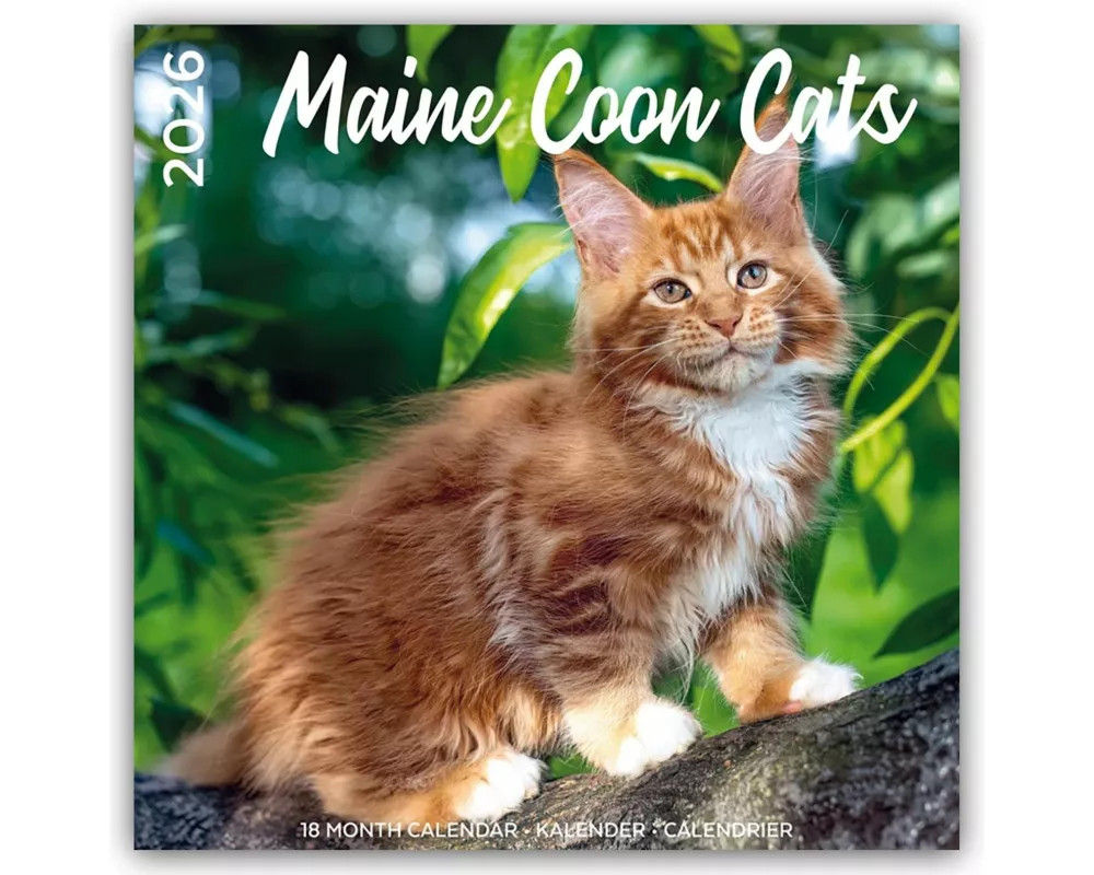 Maine Coon Cats - Main Coon Katzen 2026 - 18-Monatskalender - Original Plenty Gifts-Kalender [Mehrsprachig] [Kalender]