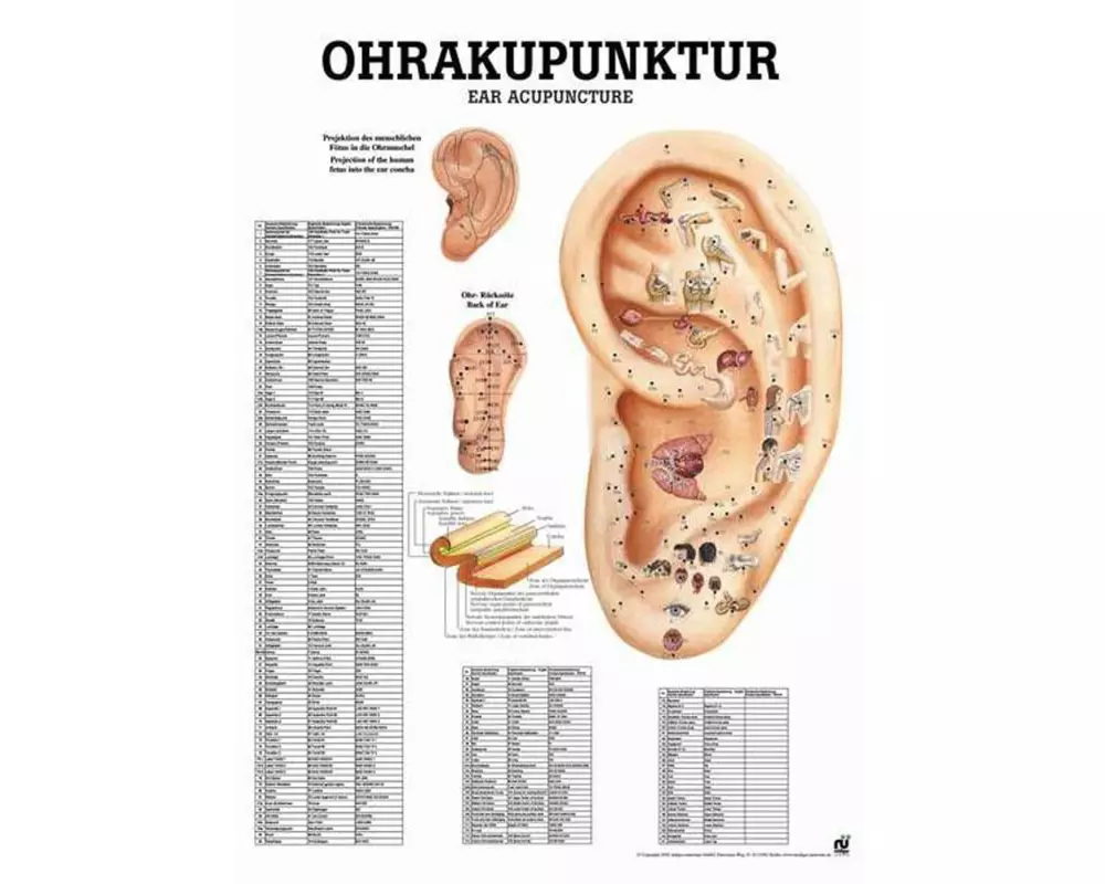 Rüdiger Anatomische Lehrtafel Ohrakupunktur 50 x 70 cm