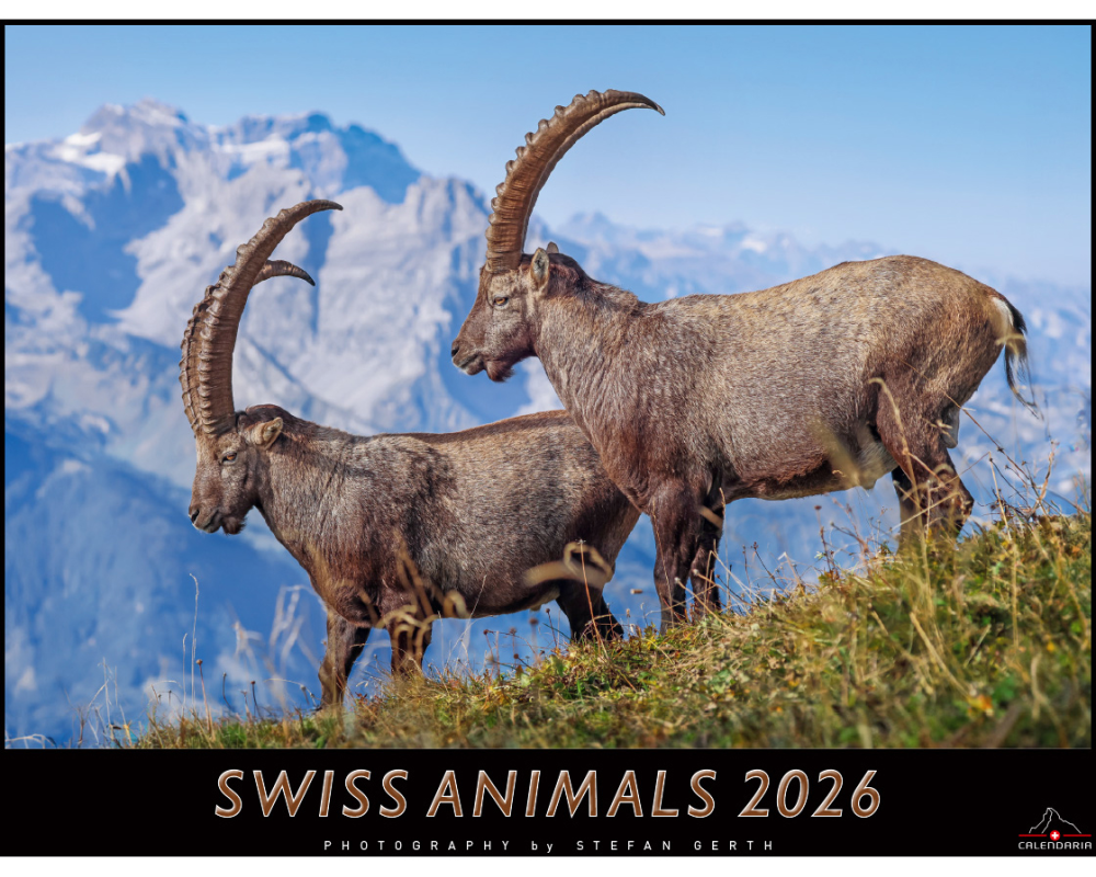 CALENDARIA Bildkalender 2026 9783036205472 Swiss Animals 40x31cm