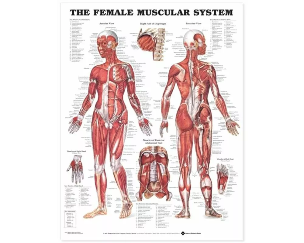 The Female Muscular System Anatomical Chart