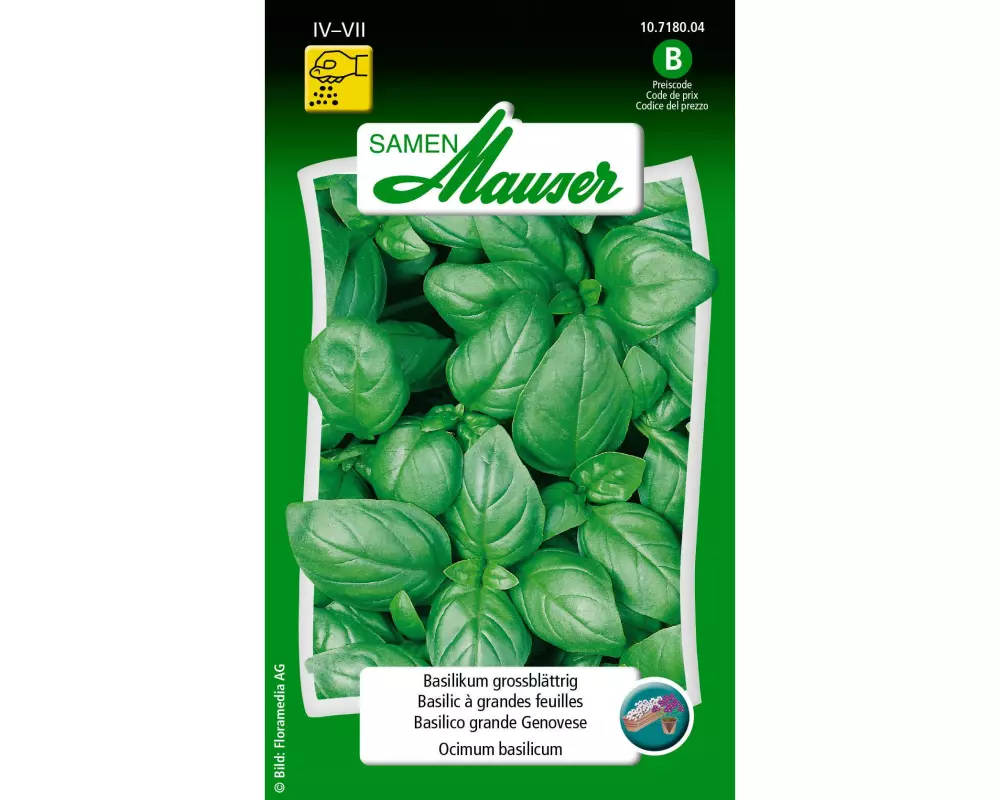 Samen Mauser Samen Basilikum grossblättrig
