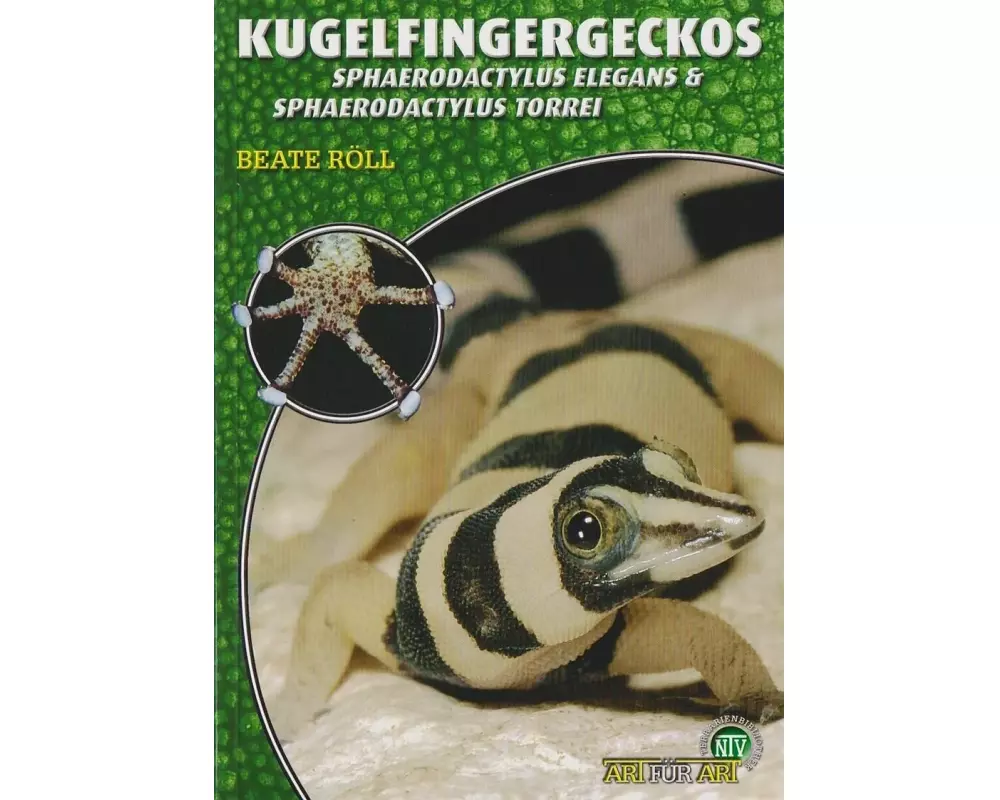 Kugelfingergeckos