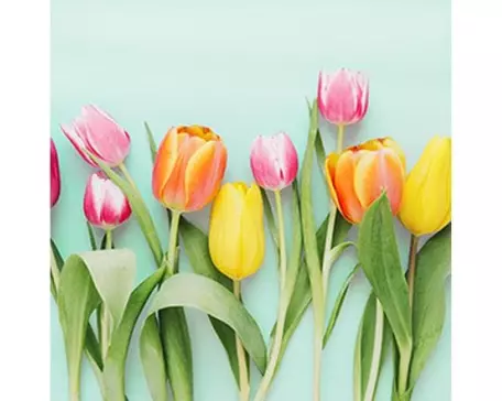 Braun + Company Papierservietten Rainbow Tulips 33 cm x 33 cm, 20 Stück