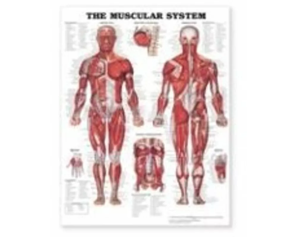 The Muscular System Giant Chart