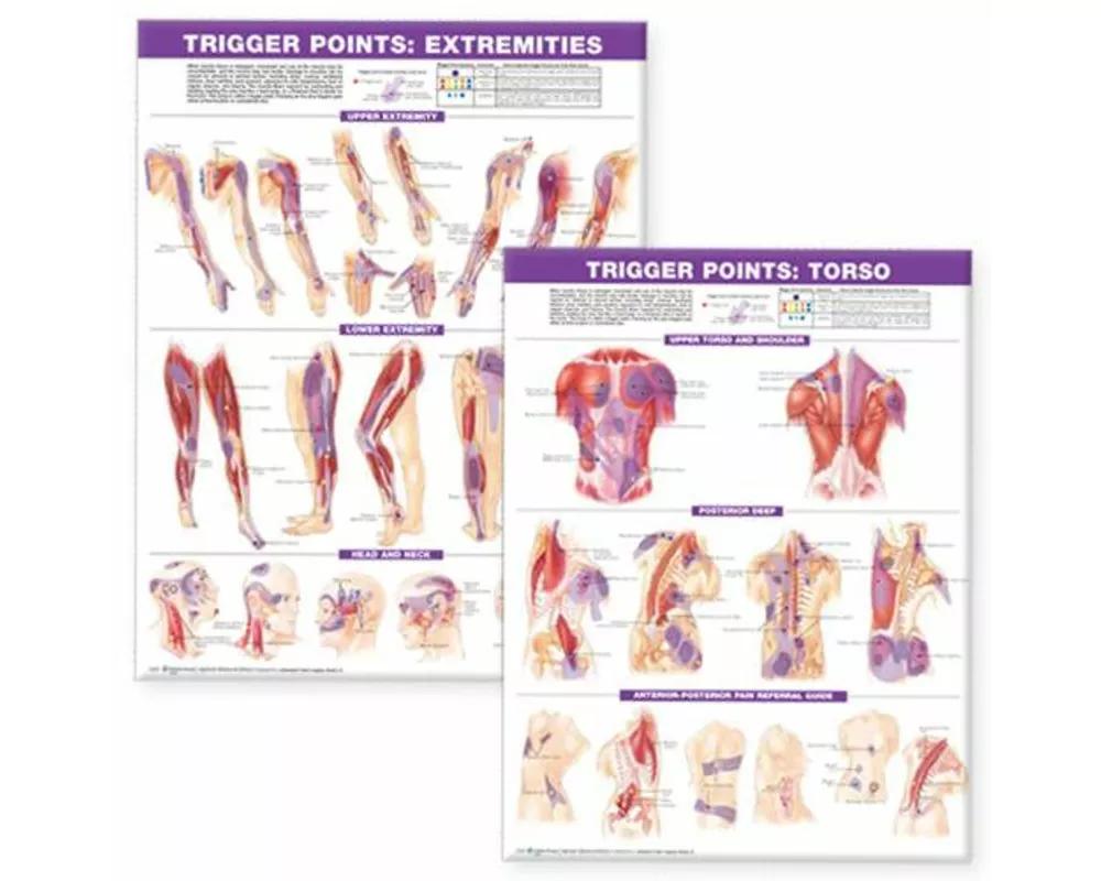 Trigger Point Chart Set: Torso & Extremities Paper