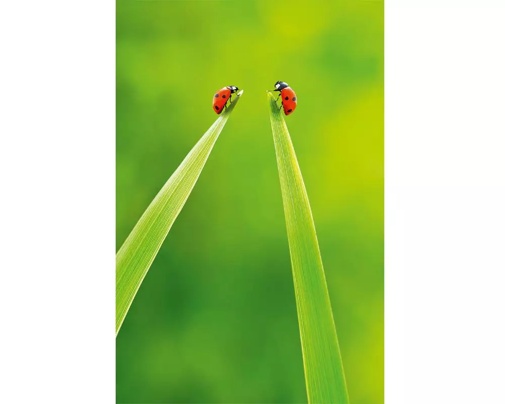 ABC Glückwunschkarte Maienkäfer 12.5 x 17.6 cm