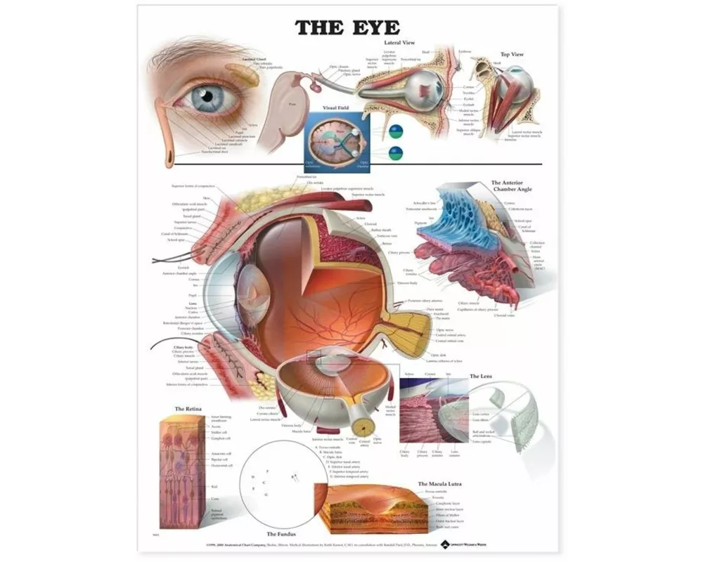 The Eye Anatomical Chart