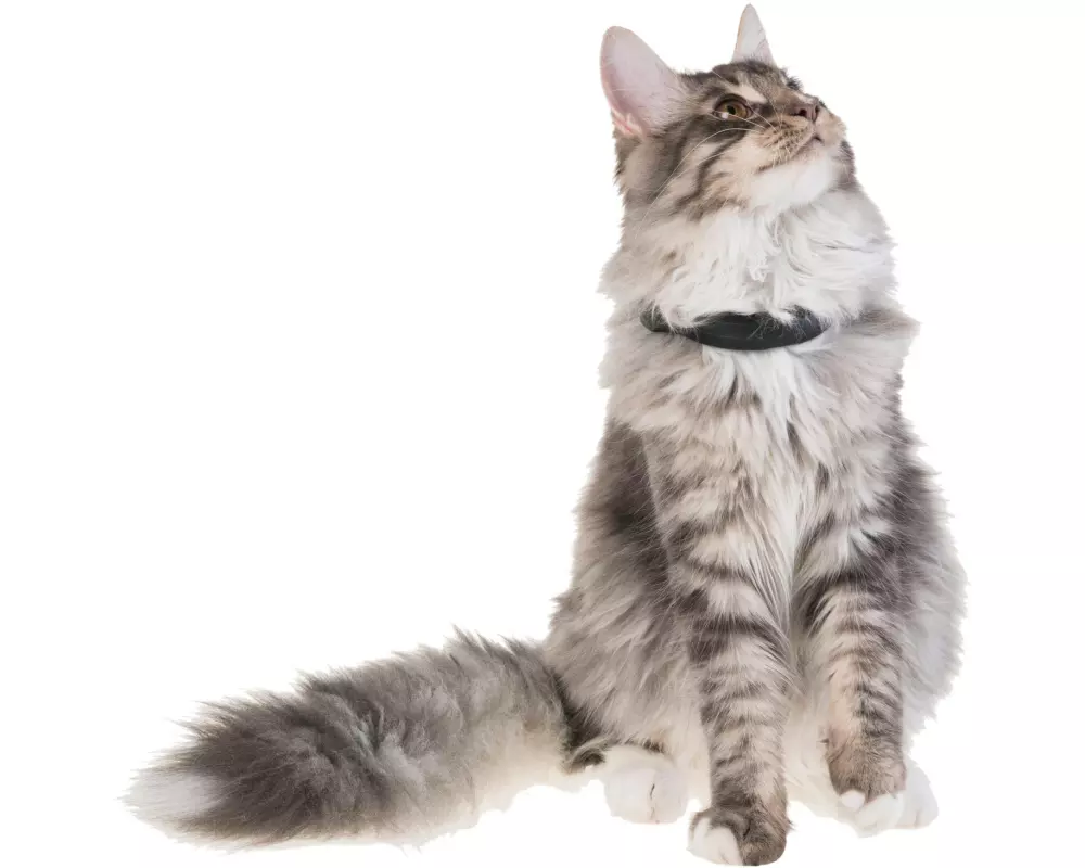 PetTracer GPS-Katzenhalsband Zusatzhalsband