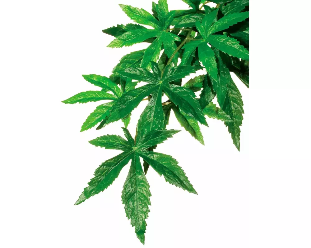 Exo Terra Regenwaldpflanze Abuliton, S