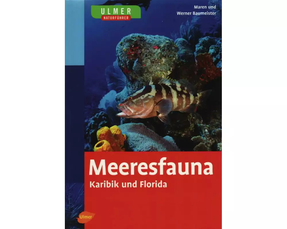 Meeresfauna Karibik und Florida