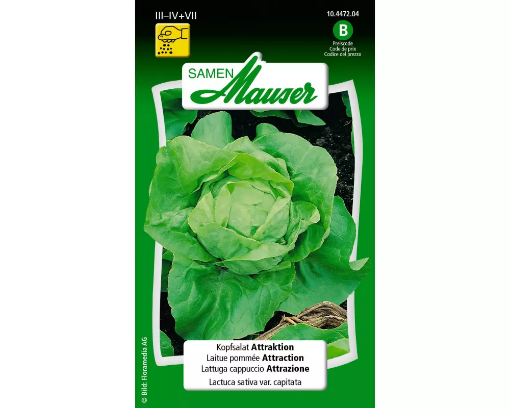 Samen Mauser Samen Alte Sorte Kopfsalat Attraktion