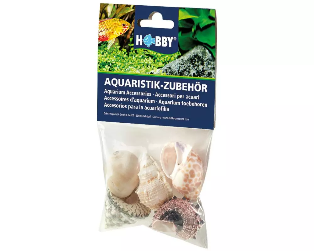 Hobby Aquaristik Dekoration Sea Shells Set, L, 5 Stück