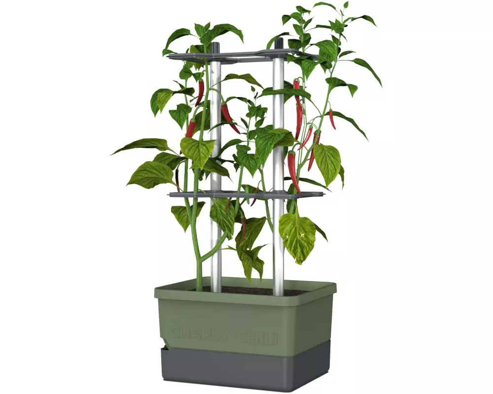 Gusta Garden Pflanzentopf CHARLY CHILI Starterset, Dunkelgrün