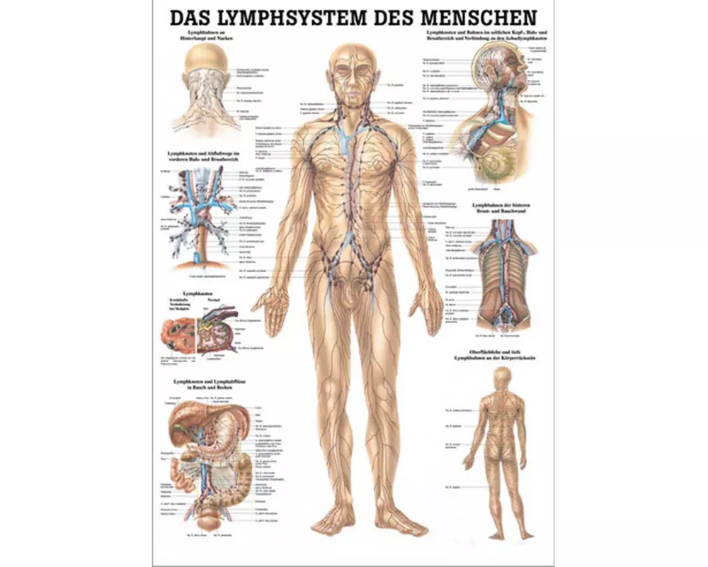 Rüdiger Anatomische Lehrtafel Das Lymphsystem Deutsch