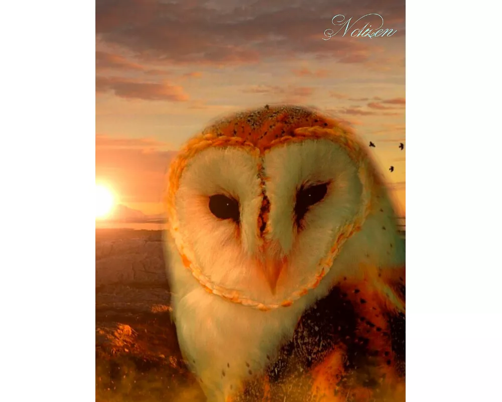 Fantasy Notizbuch: Eulenseele - weiße Seiten mit Eckmotiv