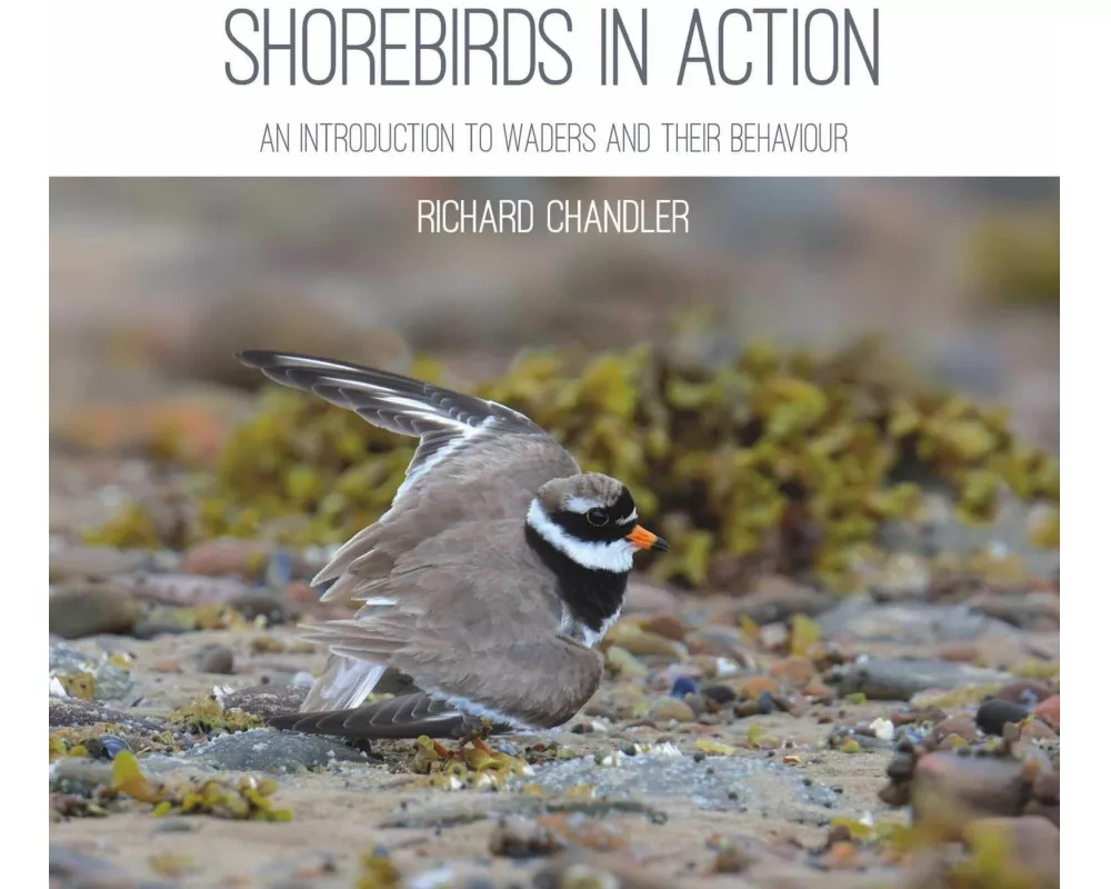 Shorebirds in Action