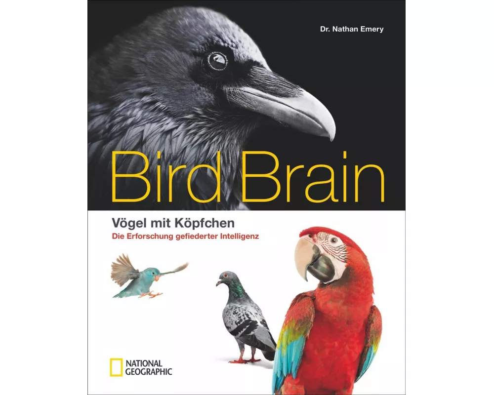 Bird Brain