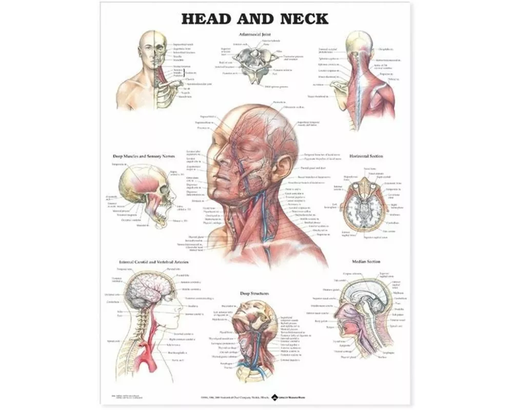 Head and Neck Anatomical Chart