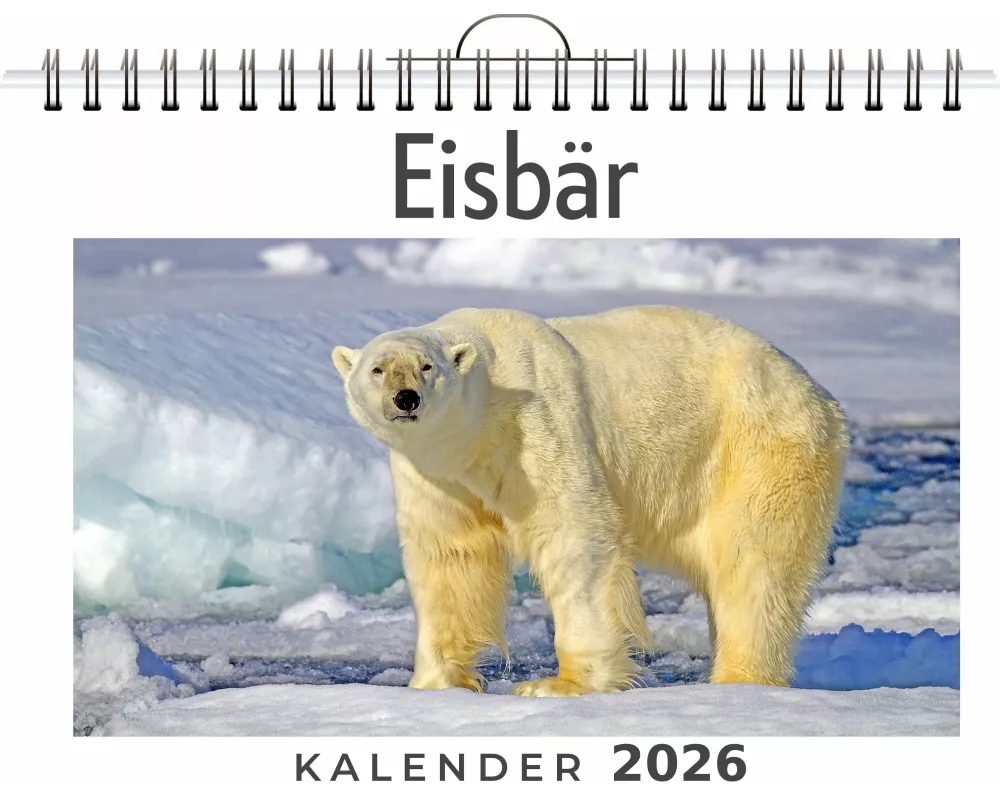 Eisbär