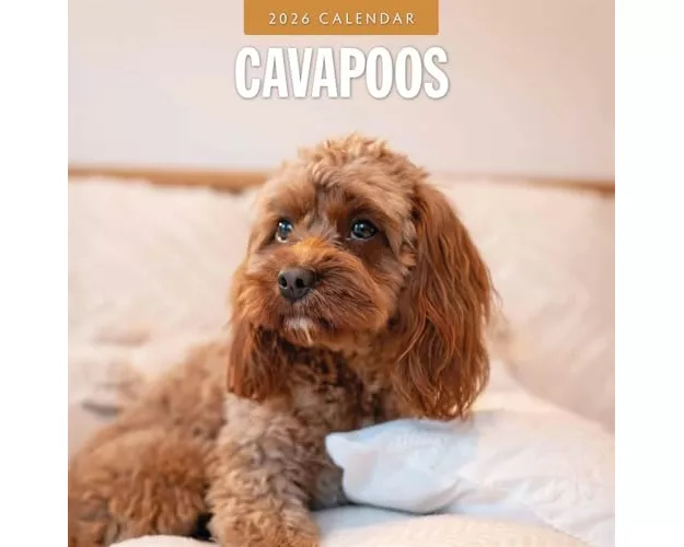 Cavapoos 2026 Square Wall Calendar