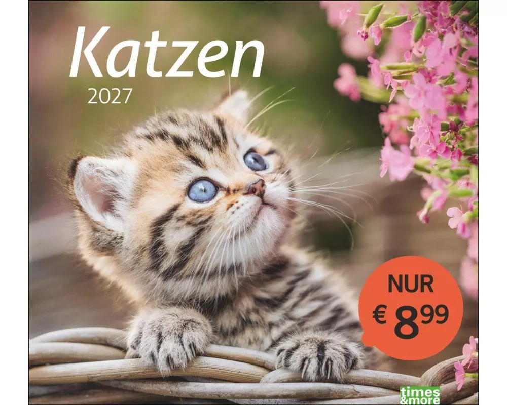 times&more Katzen Bildkalender 2027