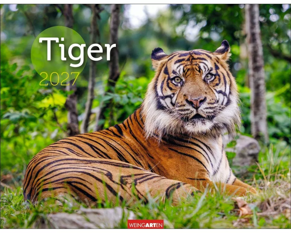 Tiger Kalender 2027