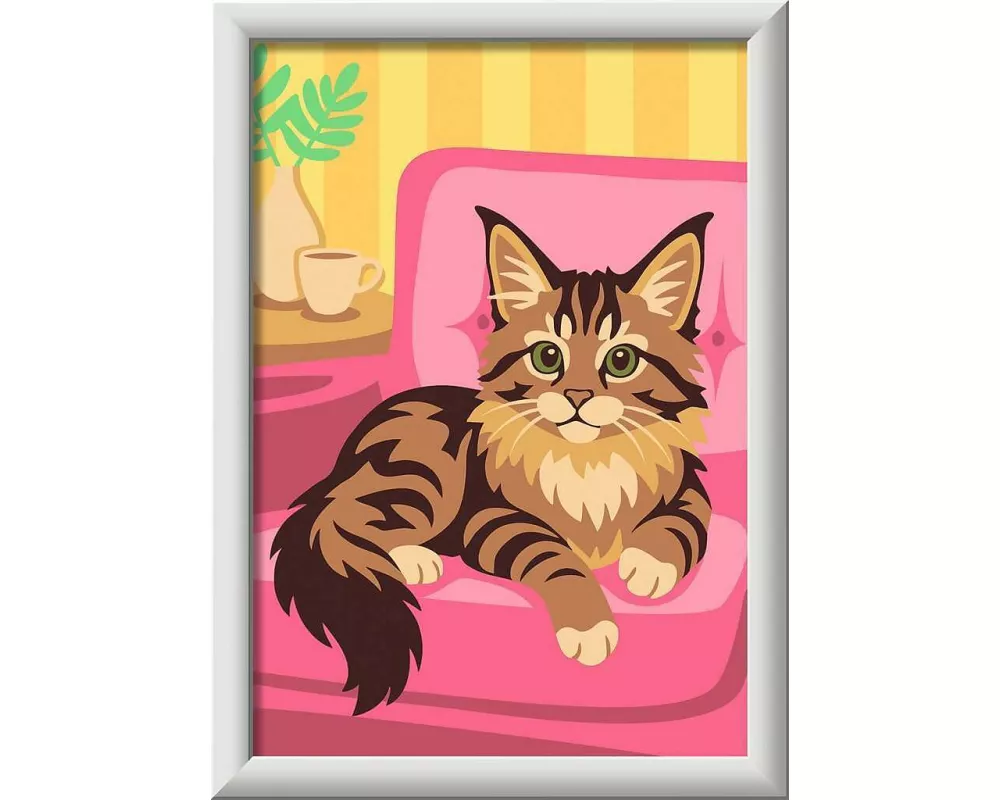 Maine-Coon-Kätzchen