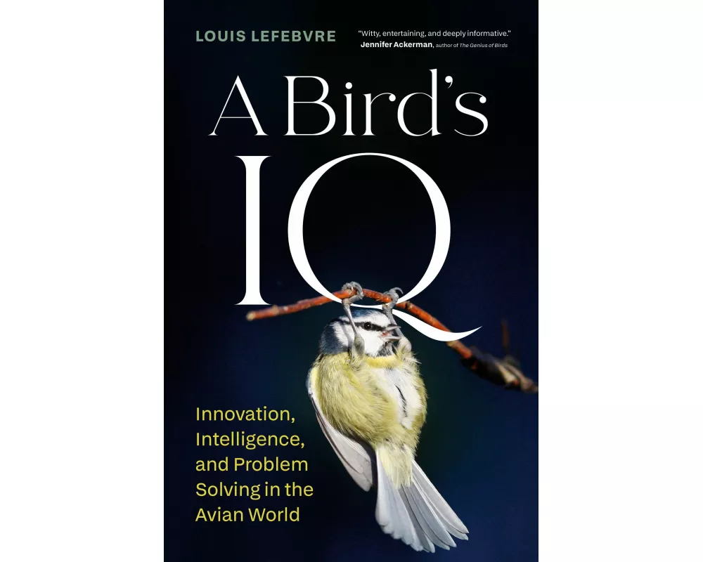 A Bird's IQ