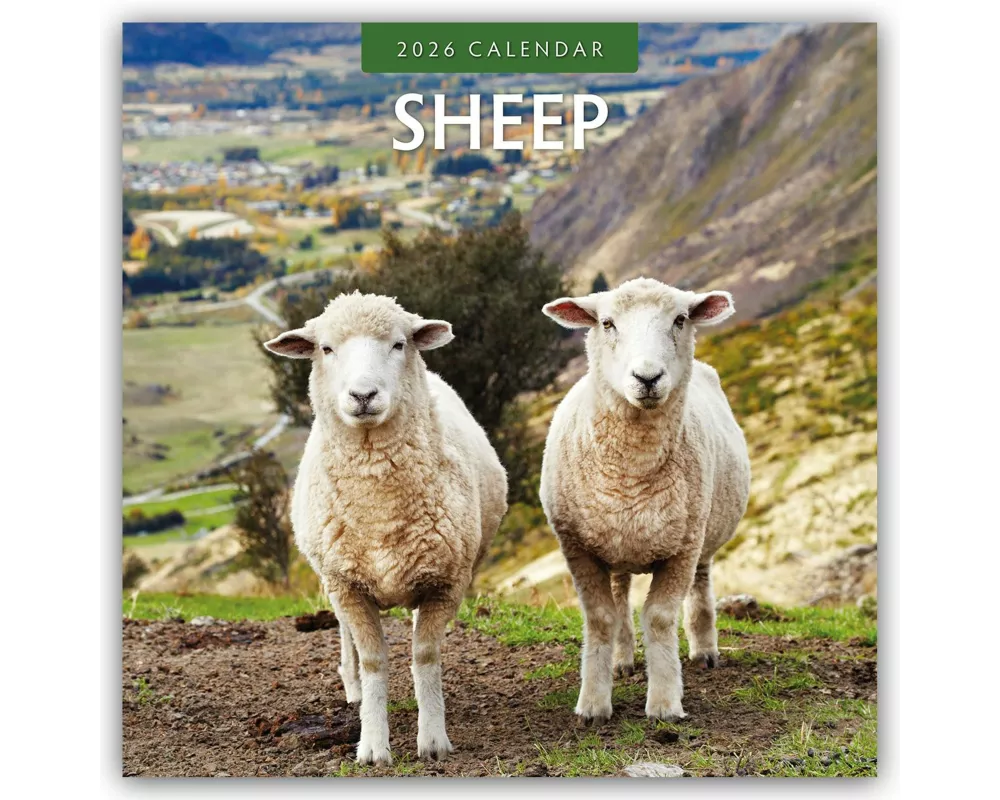 Sheep 2026 Square Wall Calendar