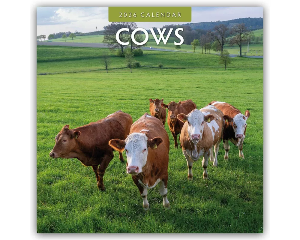 Cows 2026 Square Wall Calendar