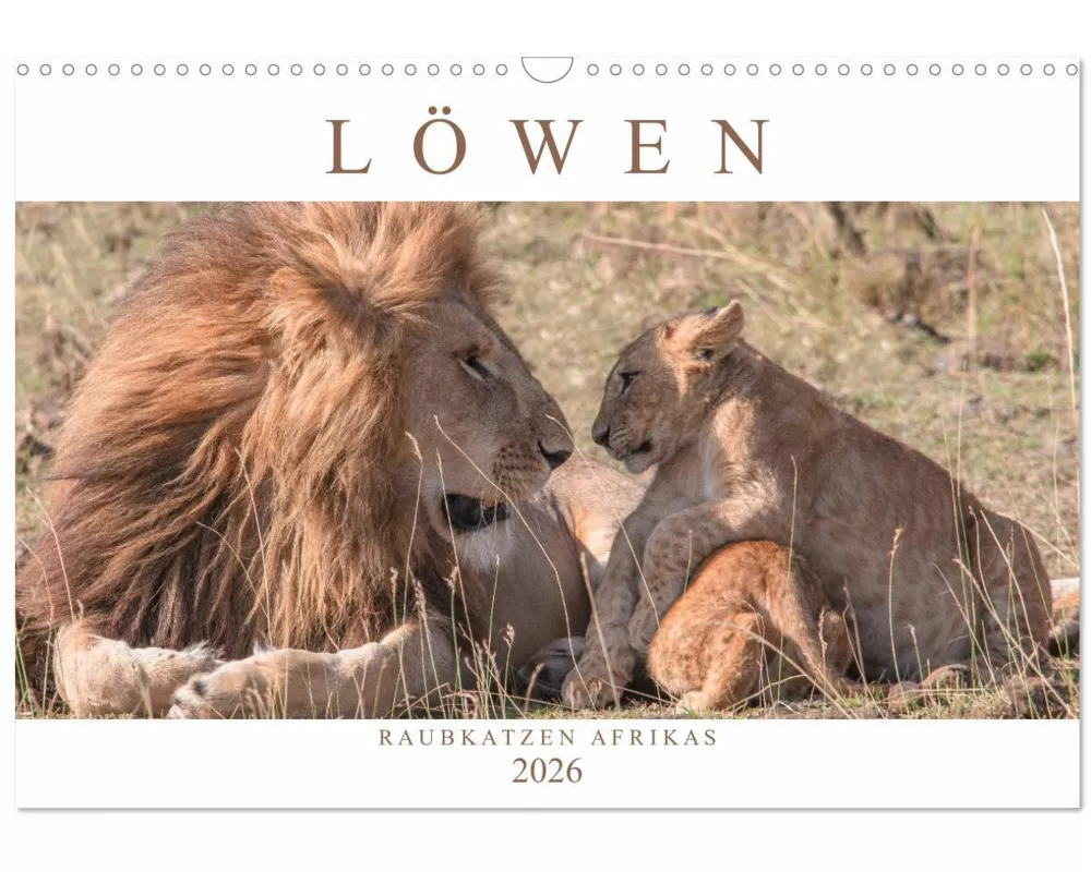 Löwen - Raubkatzen Afrikas (Wandkalender 2026 DIN A3 quer), CALVENDO Monatskalender