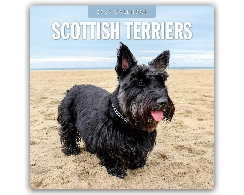 Scottish Terriers 2026 Square Wall Calendar