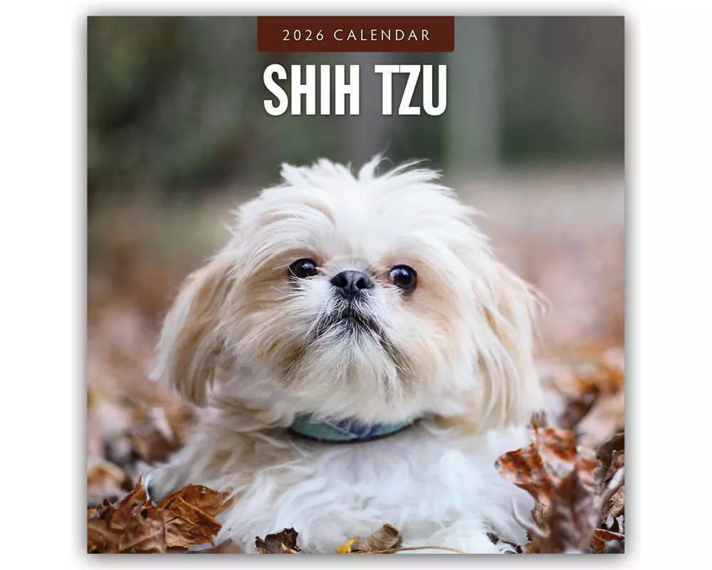 Shih Tzu 2026 Square Wall Calendar