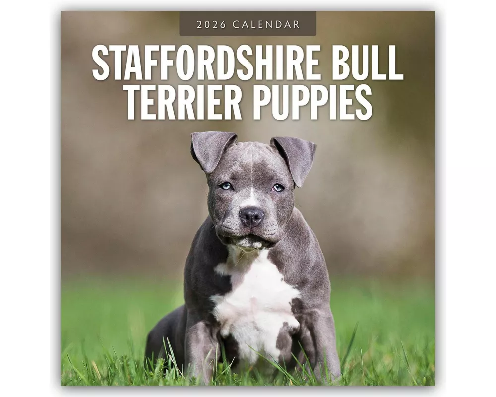 Staffordshire Bull Terrier Puppies 2026 Square Wall Calendar