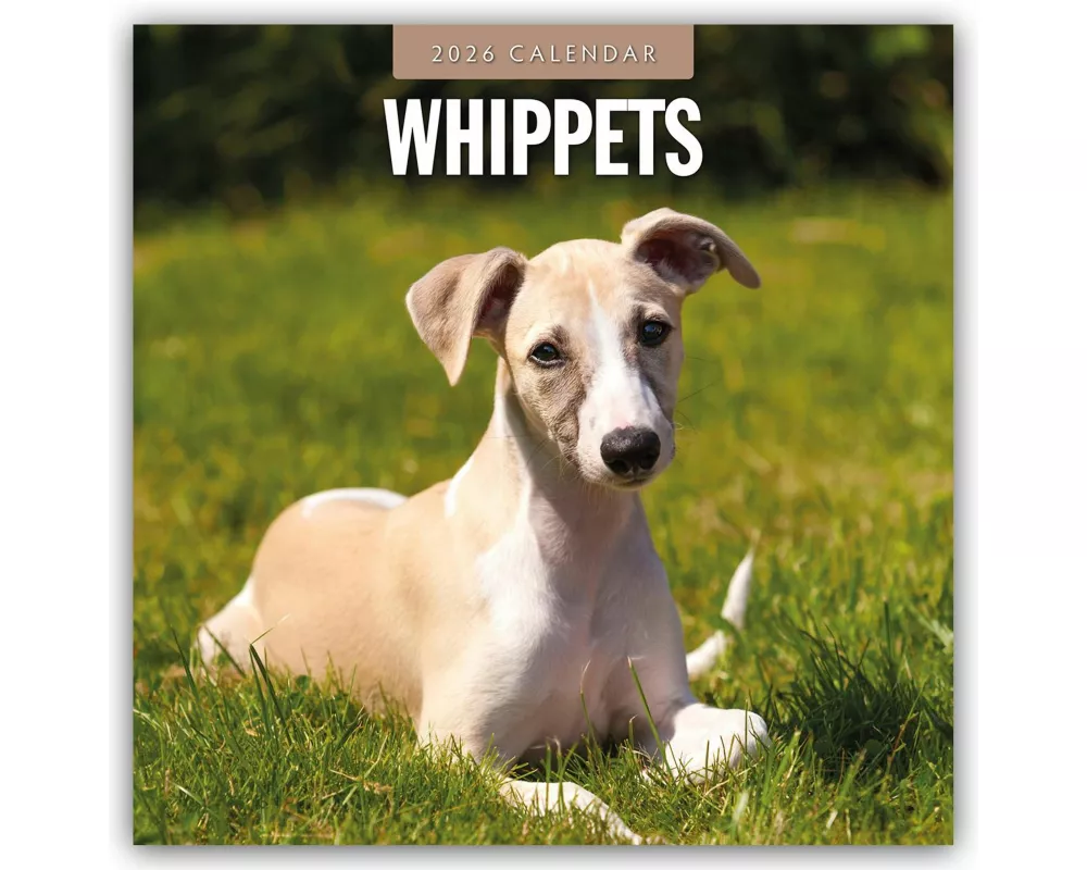 Whippets 2026 Square Wall Calendar