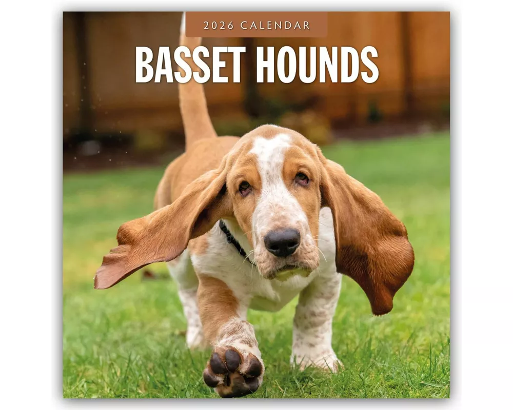 Basset Hounds 2026 Square Wall Calendar