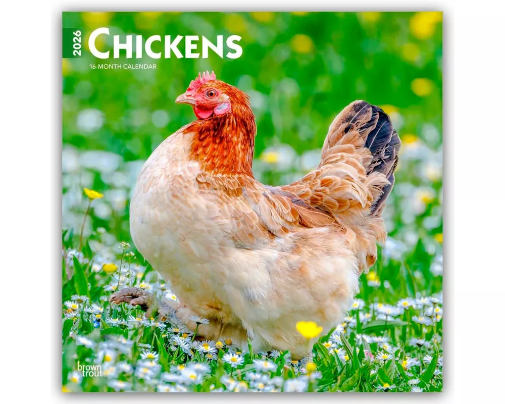 Chickens 2026 12 X 24 Inch (Hanging) Monthly Square Wall Calendar Plastic-Free