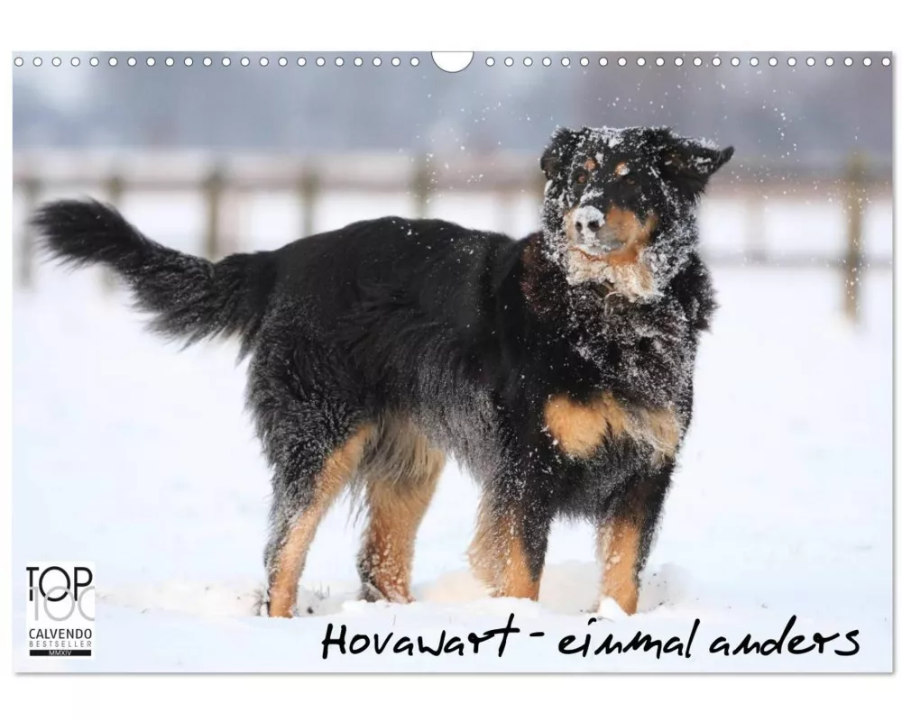 Hovawarte - einmal anders (Wandkalender 2026 DIN A3 quer), CALVENDO Monatskalender