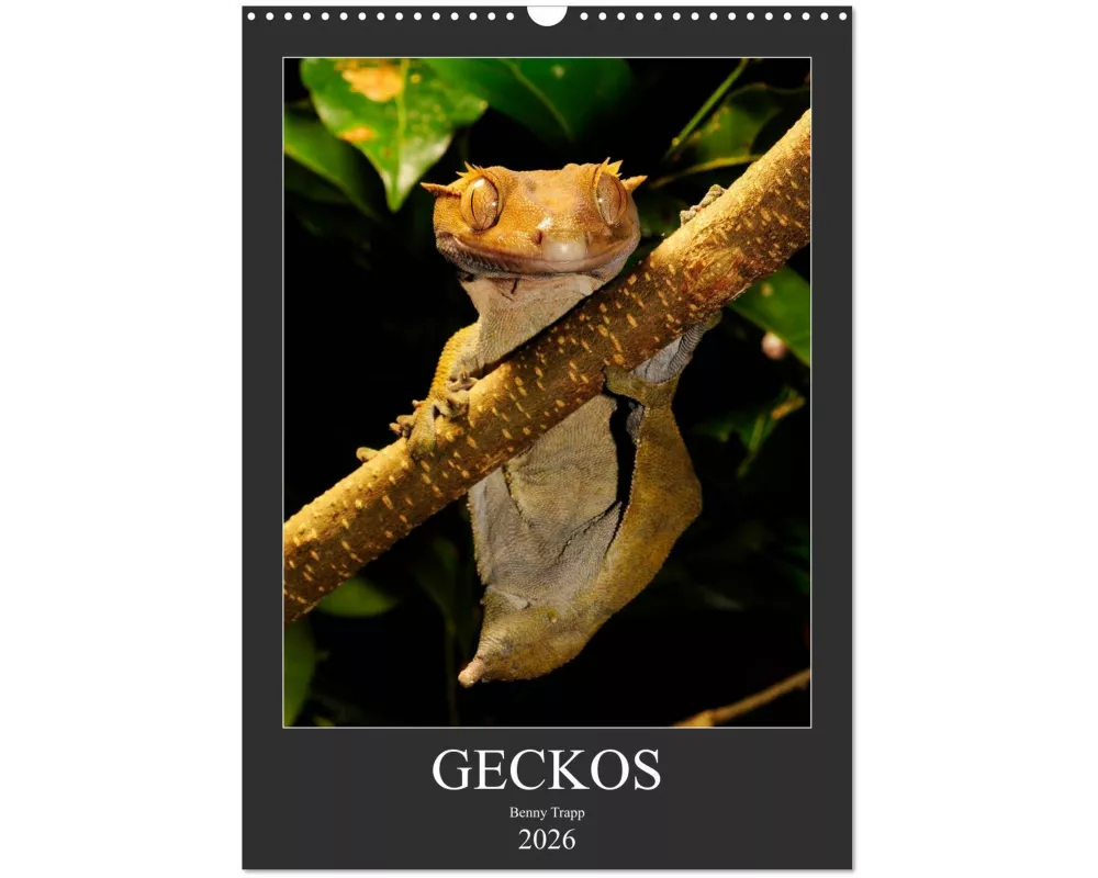 GECKOS (Wandkalender 2026 DIN A3 hoch), CALVENDO Monatskalender