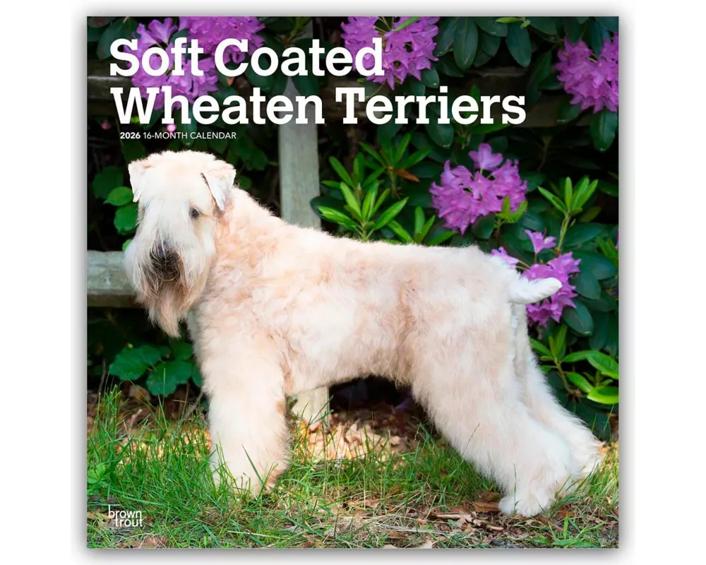 Soft Coated Wheaten Terriers - Soft Coated Wheaten Terrier 2026 - 16-Monatskalender