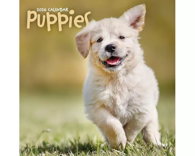 Puppies Square Wall Sunday Start Calenda